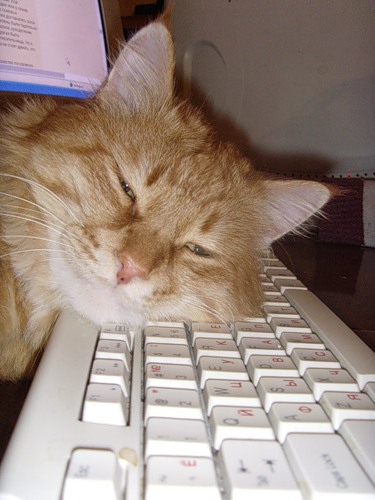 sal-00056.jpeg (51229 bytes)